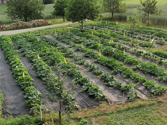 Kürbisfeld 21.06.2022