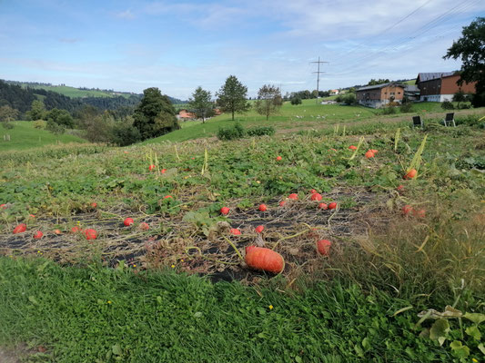 Kürbisfeld 17.09.2025