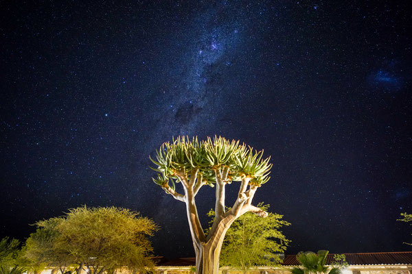 Namibianischer Himmel mit Köcherbaum