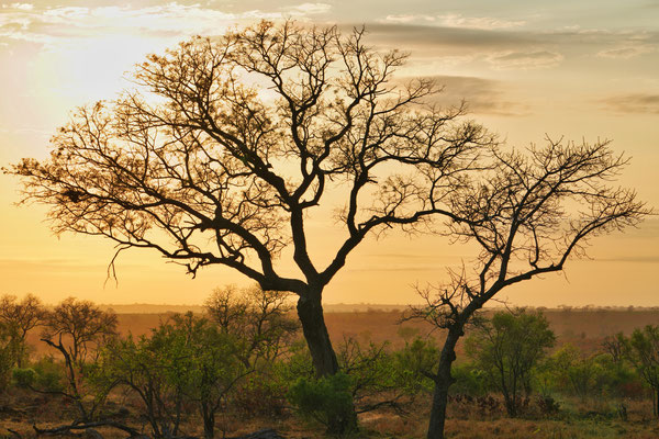 Morgens im Krüger Nationalpark