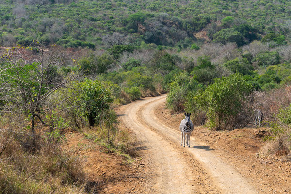 Im Hluhluwe Nationalpark