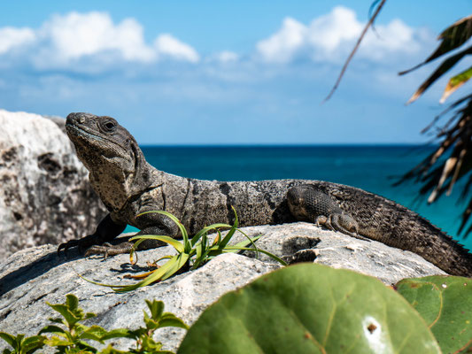 Stachelleguan