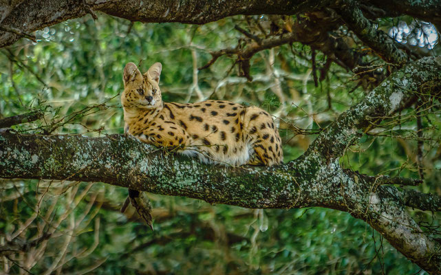 Eine Servalkatze im Baum
