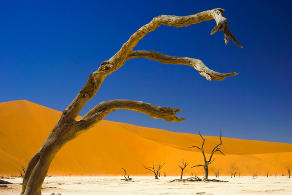 Das Deadvlei mit uralten Kameldornakazien