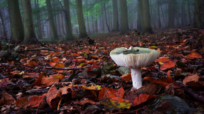 Farbrausch im Wald