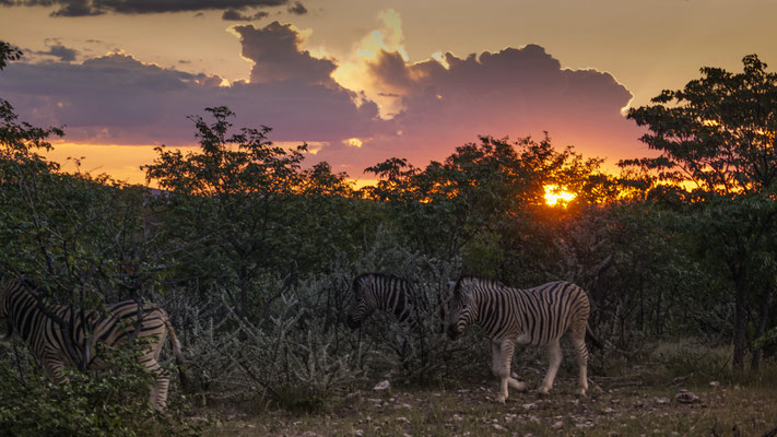 Sonnenuntergang und Abschied  - Zebras auf Bestellung