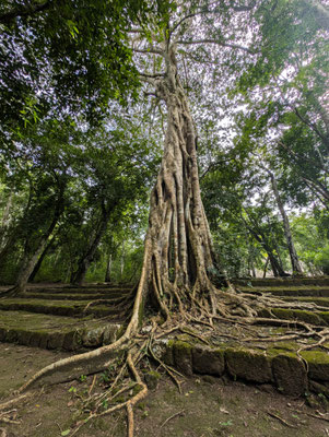 Der Ramón, Brotnußbaum in Calakmul