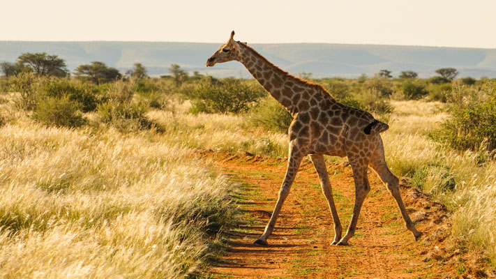 Die Giraffe heißt Fritz
