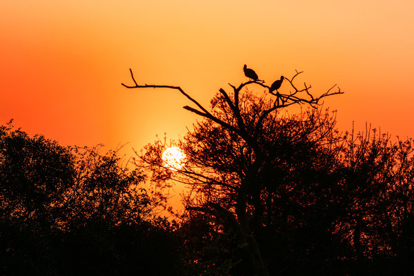 Ibisvögel zum Sonnenaufgang