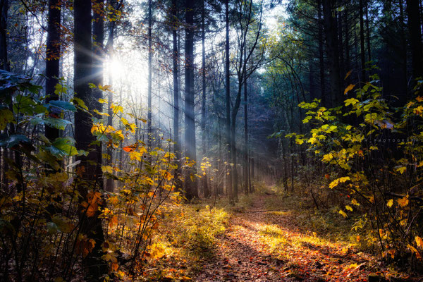 Morgens im Stoteler Wald