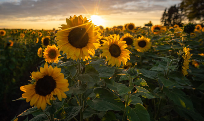 Golden