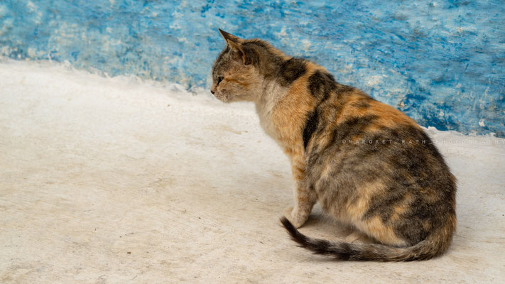 Kein Marokko ohne Katzen