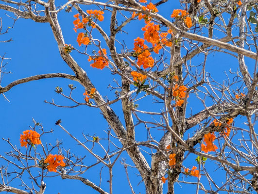Ziricote mit Blüten