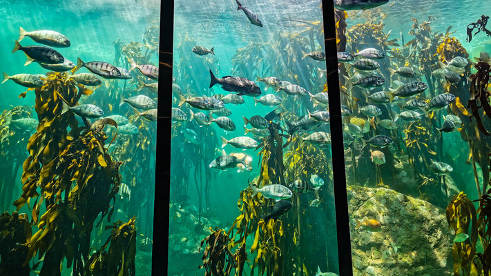 Das Kelp Bassin im Two Oceans Aquarium in Cape Town