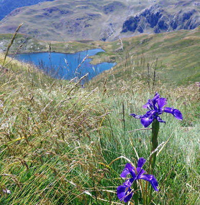 Iris bleu sur fond de lac d'Achérito.