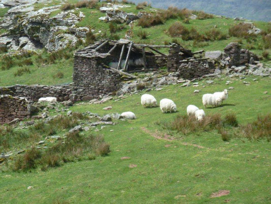 quelques moutons apprécient l'abri des cayolars en ruines