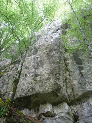 sur ces paroi de roche calcaire, on peut parfois apercevoir l'oiseau tichodrome échelette
