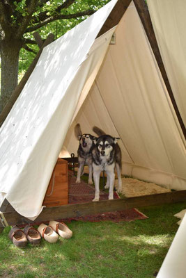Unsere "Wölfe" haben ihr eigenes Zelt