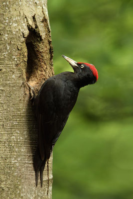 Pic noir (Dryocopus martius) - Photo Jullien Ludovic