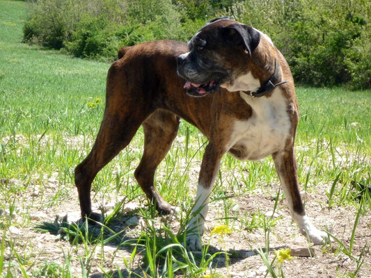 Un des deux randonneurs à 4 pattes qui se sont invités à parcourir les 16 km de notre itinéraire