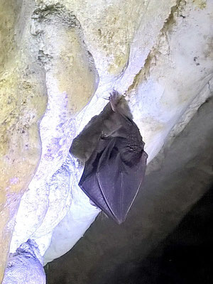 Chauve souris - grotte de Bérigoule