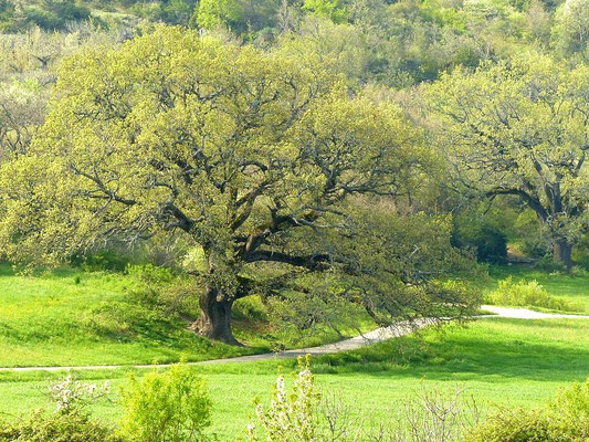 Vert printemps