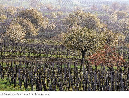 vinyard area around Mörbisch