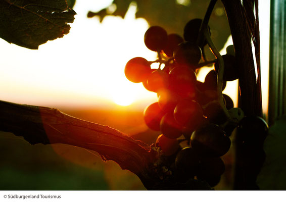 sunrise in Mörbisch