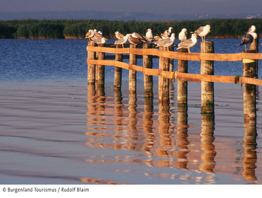 Lake Neusiedl