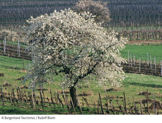 almond blossom