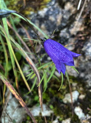 Glockenblume