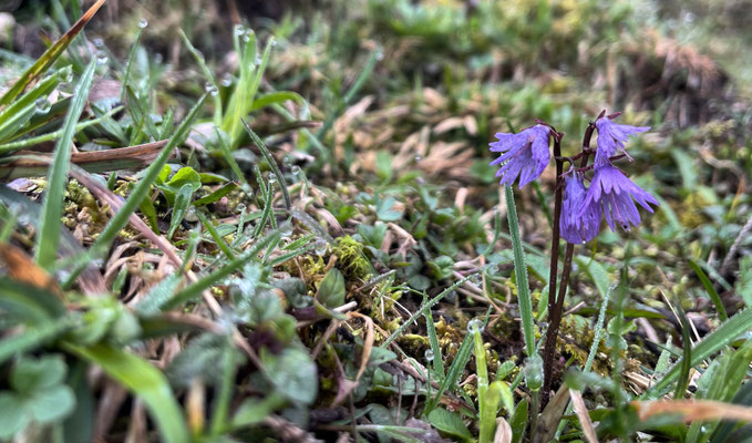 Frühlingsblumen