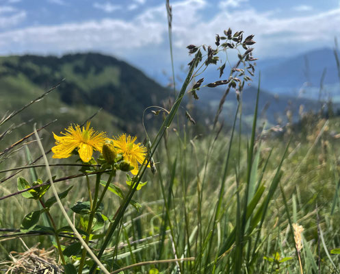 Blumen am Gipfel