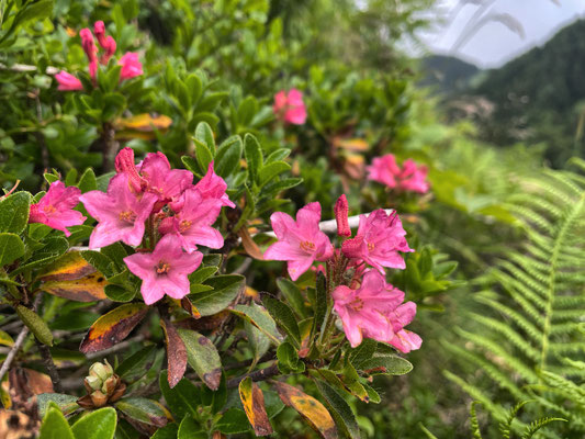 Alpenrosen