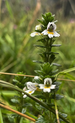 Sommerblumen