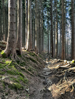 Weg durch den Bergwald