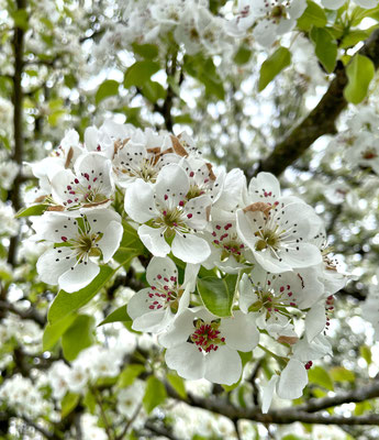 Birnbaum Blüten