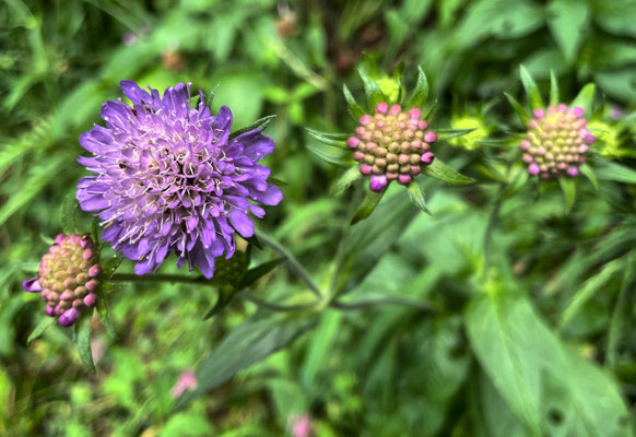 Wiesen-Witwenblume