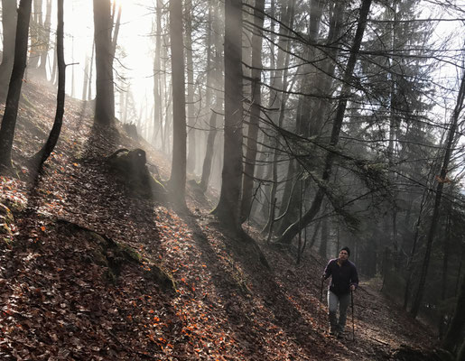 Bergauf durch den Wald
