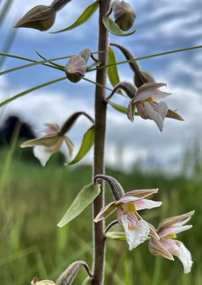 Heimische Orchideen