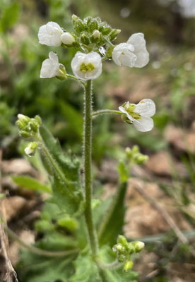 Frühlingsblumen