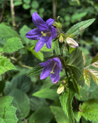 Glockenblume