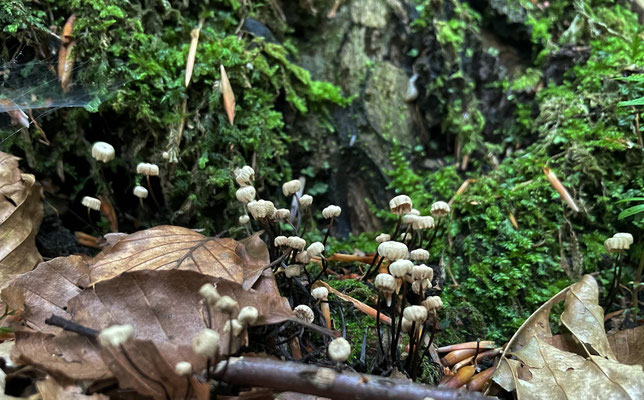 Kleine Pilze