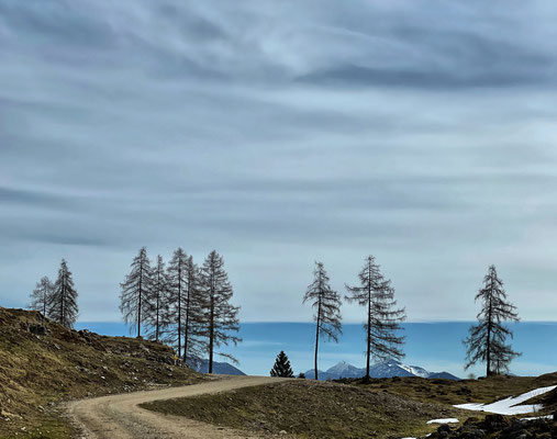Lärchen kurz vor dem Abstieg durch den Bergwald nach Staffen