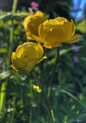 Trollblumen