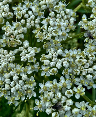 Sommerblumen