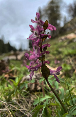 Hoher Lerchensporn