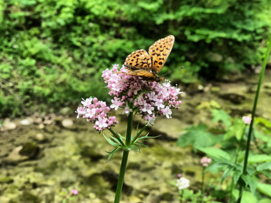 Schmetterling