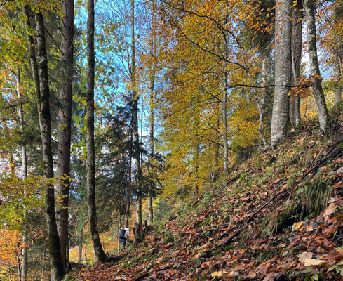 Herbstlicher Bergwald