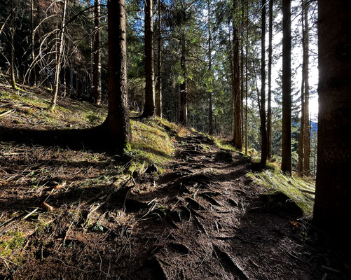 Schmaler Pfad durch den Bergwald zum Brandstein